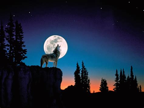 Category Nature Wallpaper HD - Page 17 of 20 - dlwallhd.com | Wolf howling at moon, Wolf ...