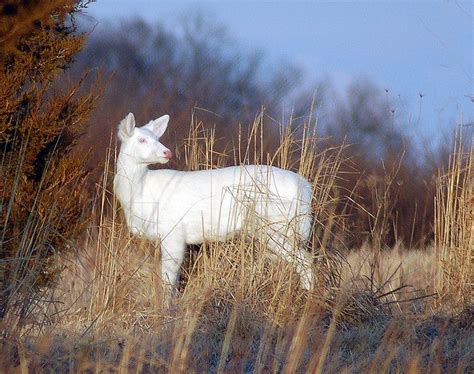 Albino Deer | Albino deer, Rare albino animals, Albino animals