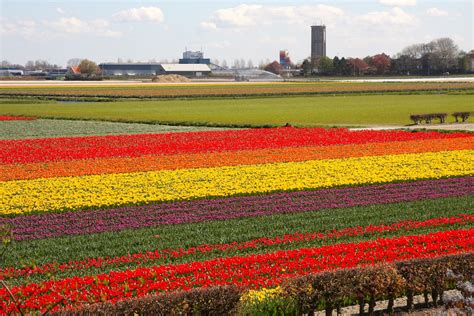 Everyday is a Holledayz: The Keukenhof Gardens and Flower-fields