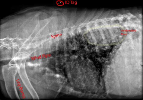 Farley's X-ray | Unfortunately we got some bad news today, F… | Flickr