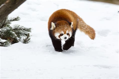 Le Zoo de Granby est l'un des zoos les plus importants du Canada et du nord-est de l’Amérique du ...