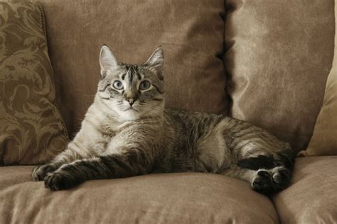 What Is a Pet-Friendly Leather Sofa? | Hunker