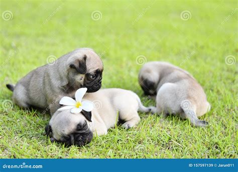 Sleeping puppy Pug stock image. Image of playful, friendship - 157597139