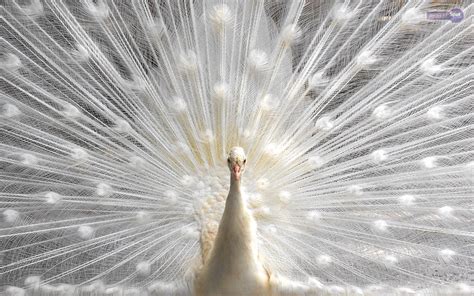 Peacock Wallpapers – Animal Spot