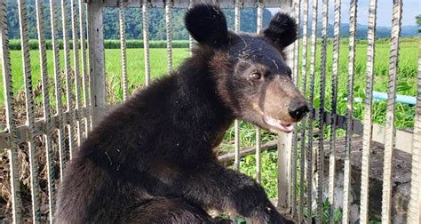 Asiatic black bear cubs rescued in remote Laos - GulfToday