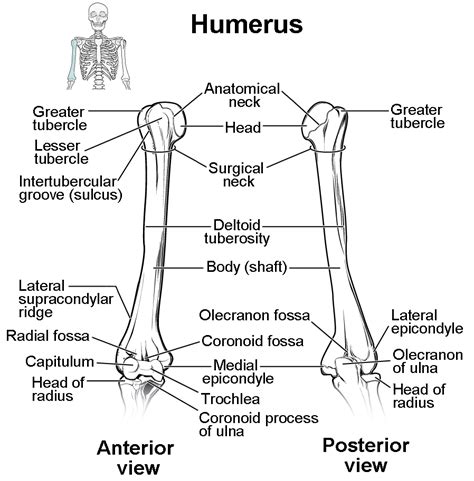 Diagram Of Humerus