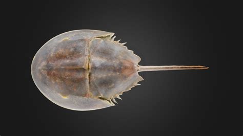 Horseshoe crab: Limulus polyphemus (PRI) - Download Free 3D model by Digital Atlas of Ancient ...