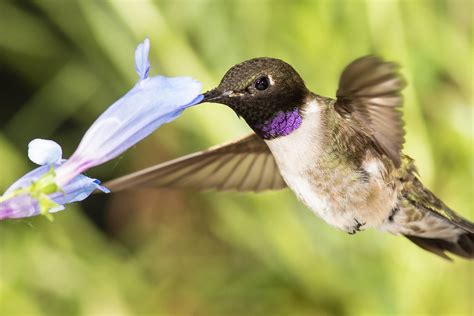 Hummingbirds in Colorado: 12 Species To Look For