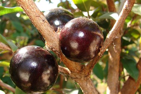 Health Benefits Of Jabuticaba , Top 07 Amazing Health Benefits Of Jabuticaba