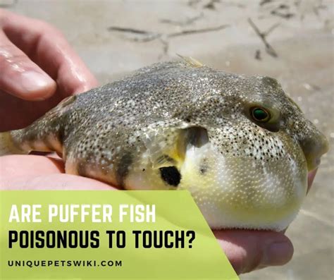 Are Puffer Fish Poisonous to Touch?