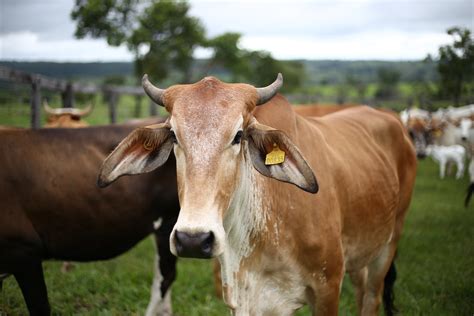 How Does Agriculture Cause Deforestation, and How Can We Prevent It?