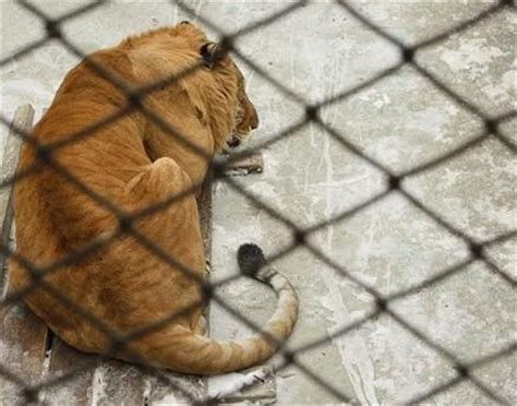 Liger Breeding Requires Legal Approval. | Liger, Legal, Zoo keeper