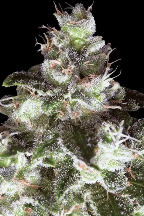 White widow seeds | Paradise Seeds