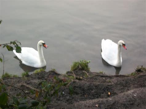 TWO SWANS IN A LAKE 2 | Two hostile swans who were hissing a… | Flickr