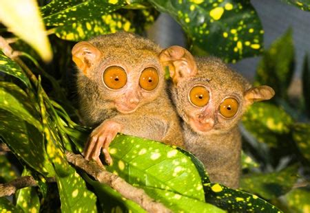 Philippine Tarsier Facts