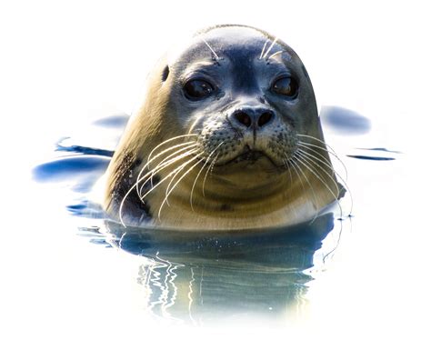 Seal PNG Image - PurePNG | Free transparent CC0 PNG Image Library