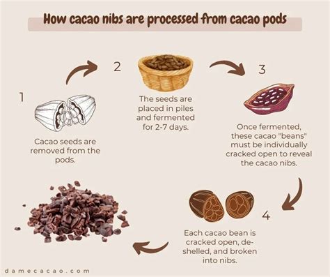 What Are Cacao Nibs? Benefits, Uses, and FAQ