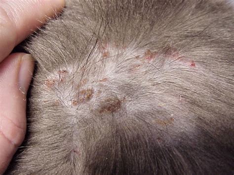 Cat Has Scabs On Back No Fleas | peacecommission.kdsg.gov.ng