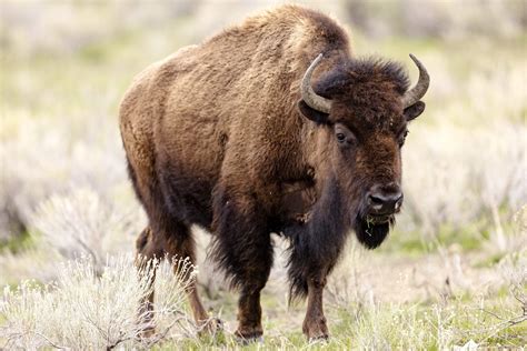 Bison spears woman in Yellowstone National Park - The Hiu