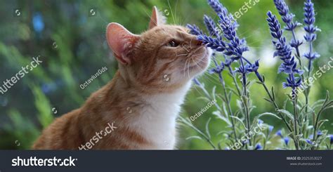 2,064 Lavender cat Images, Stock Photos & Vectors | Shutterstock