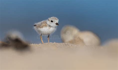 Piping Plover in New Jersey Stock Photo - Image of jersey, everglades: 123493866