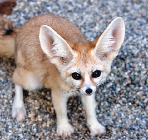 Fennec Foxes at the Zoo! - Sacramento Zoo