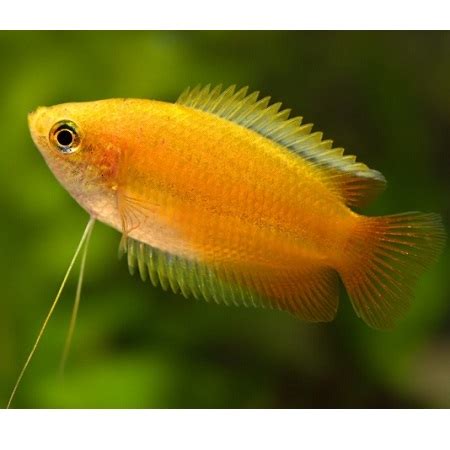 4x Gold Honey Gourami