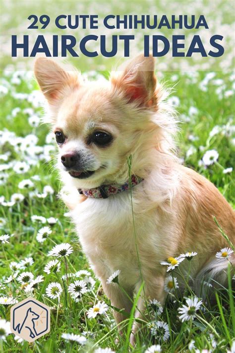 29 Cute Chihuahua Haircut Ideas – All The Different Types and Styles ...