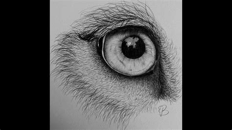 Share 71+ lion eyes drawing super hot - xkldase.edu.vn