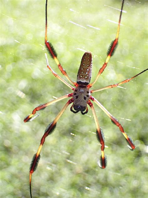 Florida Banana Spider Photograph by Love Nature Photography Llc - Fine ...