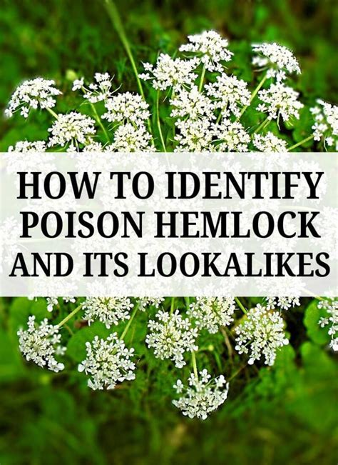 Poison Hemlock Identification and Removal