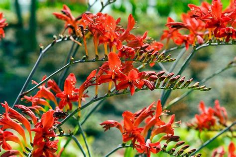 Crocosmia (Montbretia)