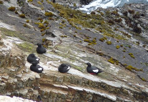 BIRDING THE CENTRAL COAST: Nesting Pigeon Guillemot of Montaña de Oro