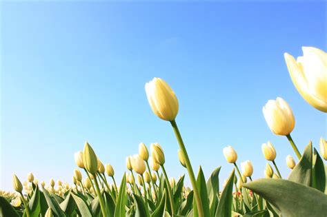 White tulips Free Photo Download | FreeImages