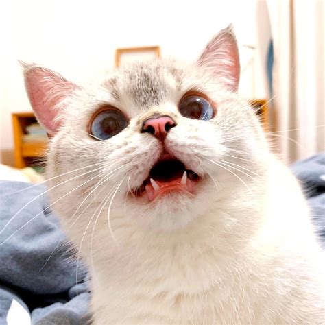 Ridiculously Expressive Cat in China Goes Viral