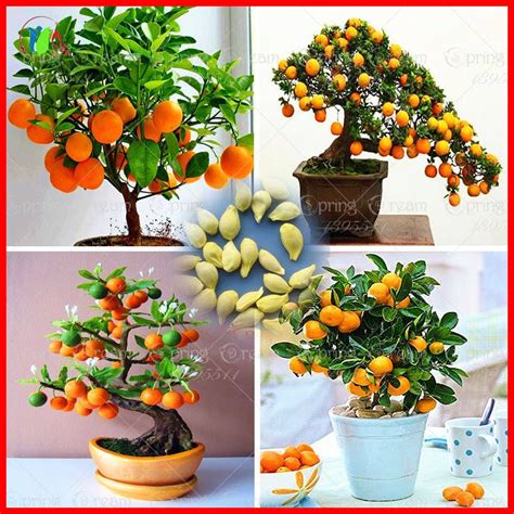 HOT 20PCS Bonsai Orange Tree Seeds Organic Fruit Tree Seeds | Cultivo ...