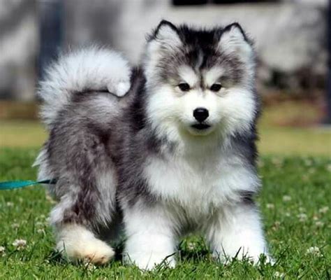 Mini Fluffy Mini Alaskan Malamute Puppy - Pets Lovers