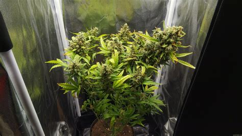 Super Lemon Haze Automatic (von Green House Seeds) :: Cannabis Sorten Infos