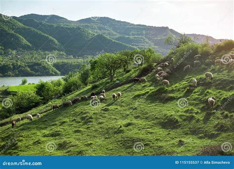 Sheep on a Hill Albania Nature Stock Image - Image of balkan, nature: 115155537