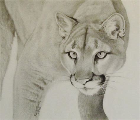 Mountain Lion Drawing by Karen E M Standifer