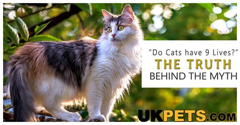 “Do Cats have Nine Lives?” The Truth behind the Myth | UK Pets