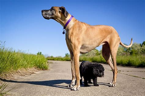What Are Giant Dog Breeds? - WorldAtlas.com