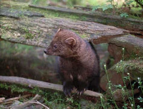 Fishers reintroduced to Mount Rainier National Park | The Spokesman-Review