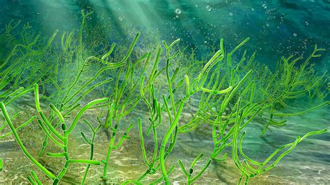 Remarkable Discovery of 1 Billion-Year-Old Green Seaweed Micro-Fossils in China