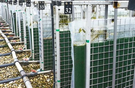 Growing spirulina (Arthrospira genus) under greenhouses - Horti Generation