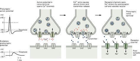 Schematic of synaptic transmission. The arrival of an action potential ...