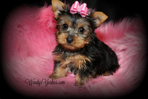 Female Teacup Yorkie Puppies For Sale in TX | Wendys Yorkies