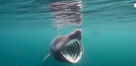 This Huge 26-Foot Dead Shark Was Found Washed Ashore in Maine