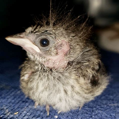 Baby Birds – A Site to Help You With Identification