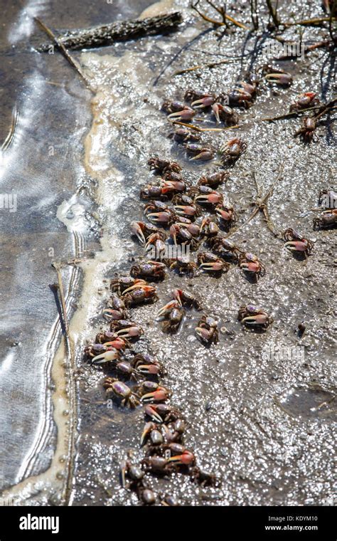 Fiddler crabs mangrove hi-res stock photography and images - Alamy